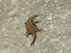 Eutropis rudis