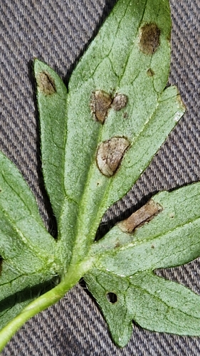 Ramularia simplex