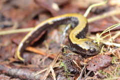 Ambystoma macrodactylum macrodactylum