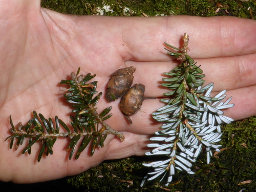 Himalayan hemlock