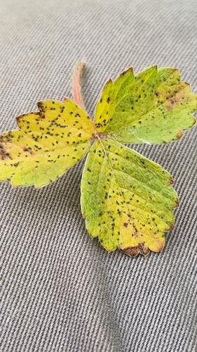 Diplocarpon earlianum, 2026-05-13