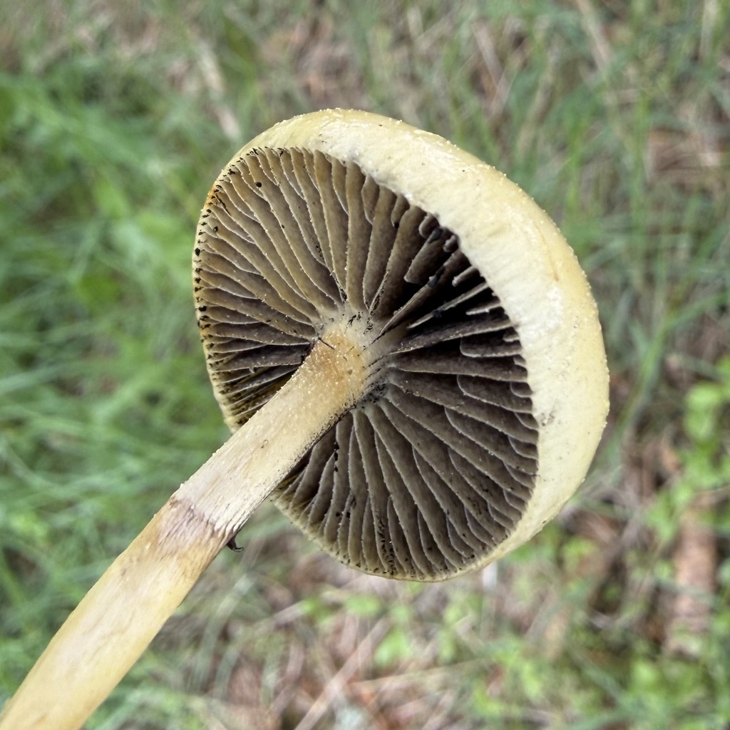 Protostropharia semiglobata · May 2026 · photo: © lucian_clanet (iNaturalist, cc-by)