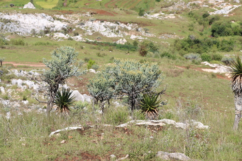 Euphorbia stenoclada, photograph 5