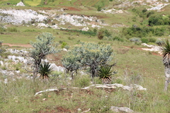 Euphorbia stenoclada, photograph (c) amantedarmanin, some rights reserved (CC BY)