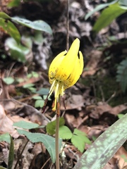 Erythronium umbilicatum