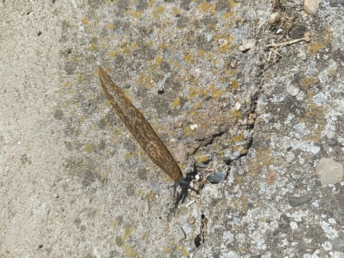 Yellow Cellar Slug