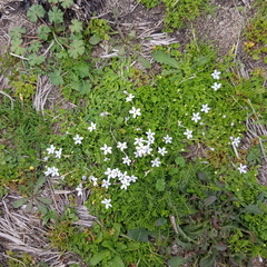 Lobelia surrepens