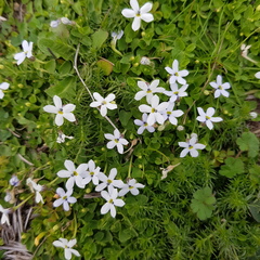 Lobelia surrepens