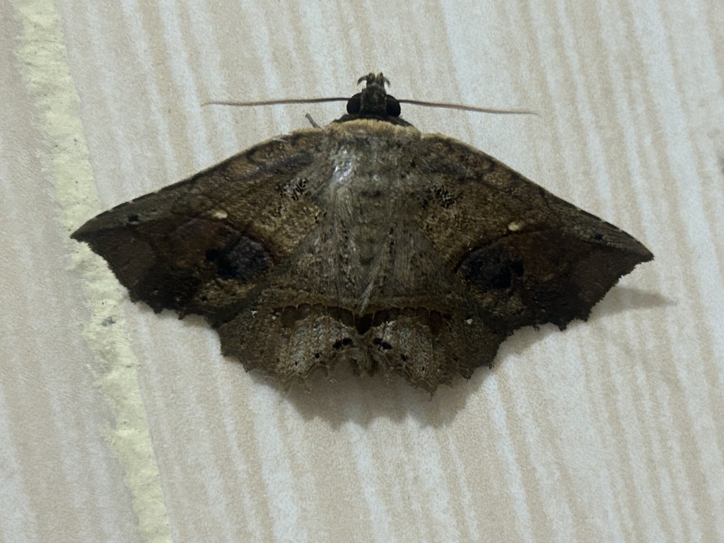 Cryptastria fuscomarginata (Cryptastria fuscomarginata)