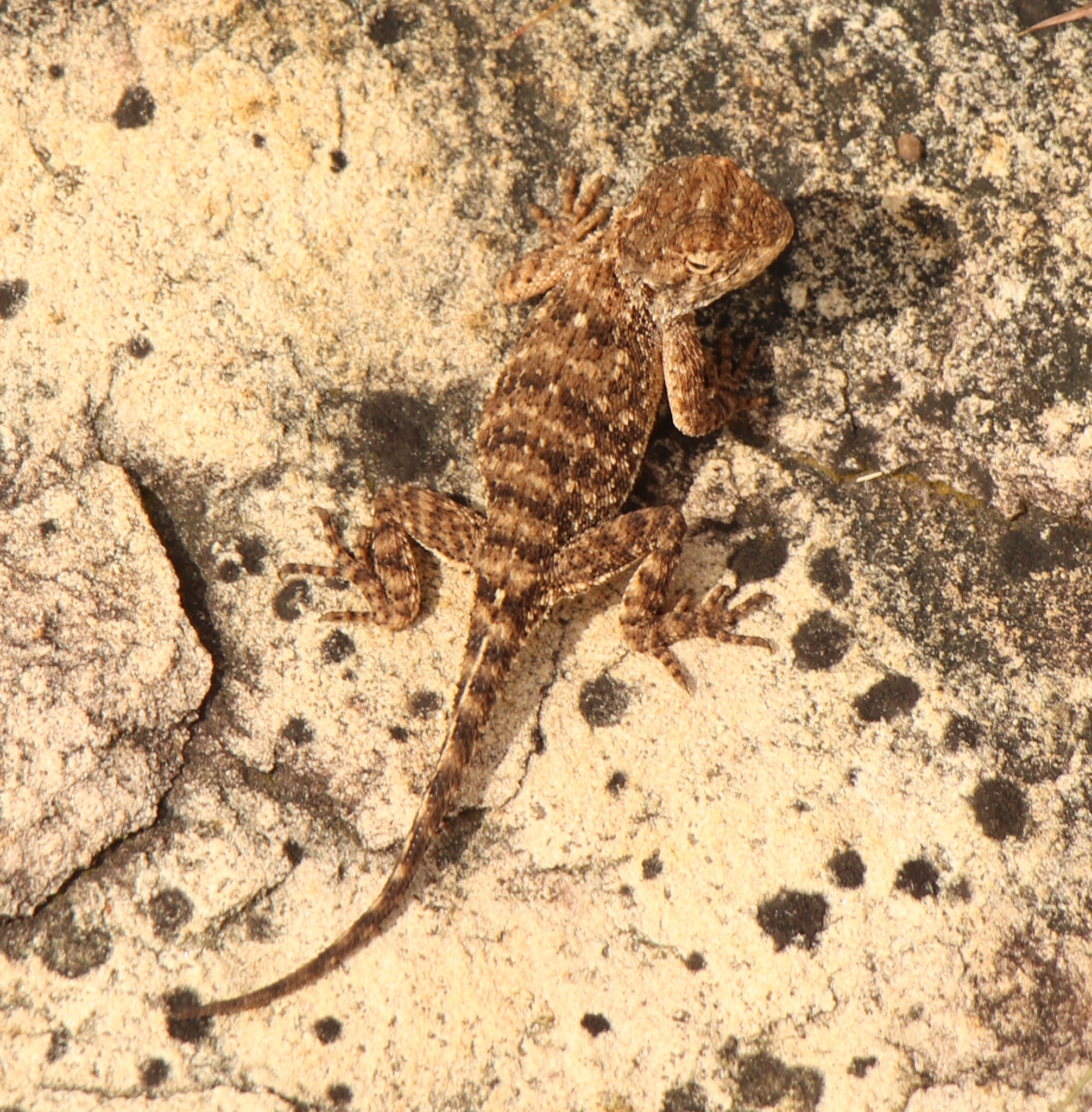 Agama aculeata Merrem, 1820