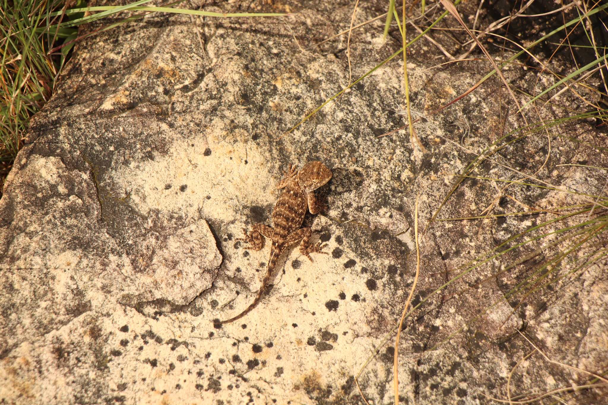 Agama aculeata Merrem, 1820