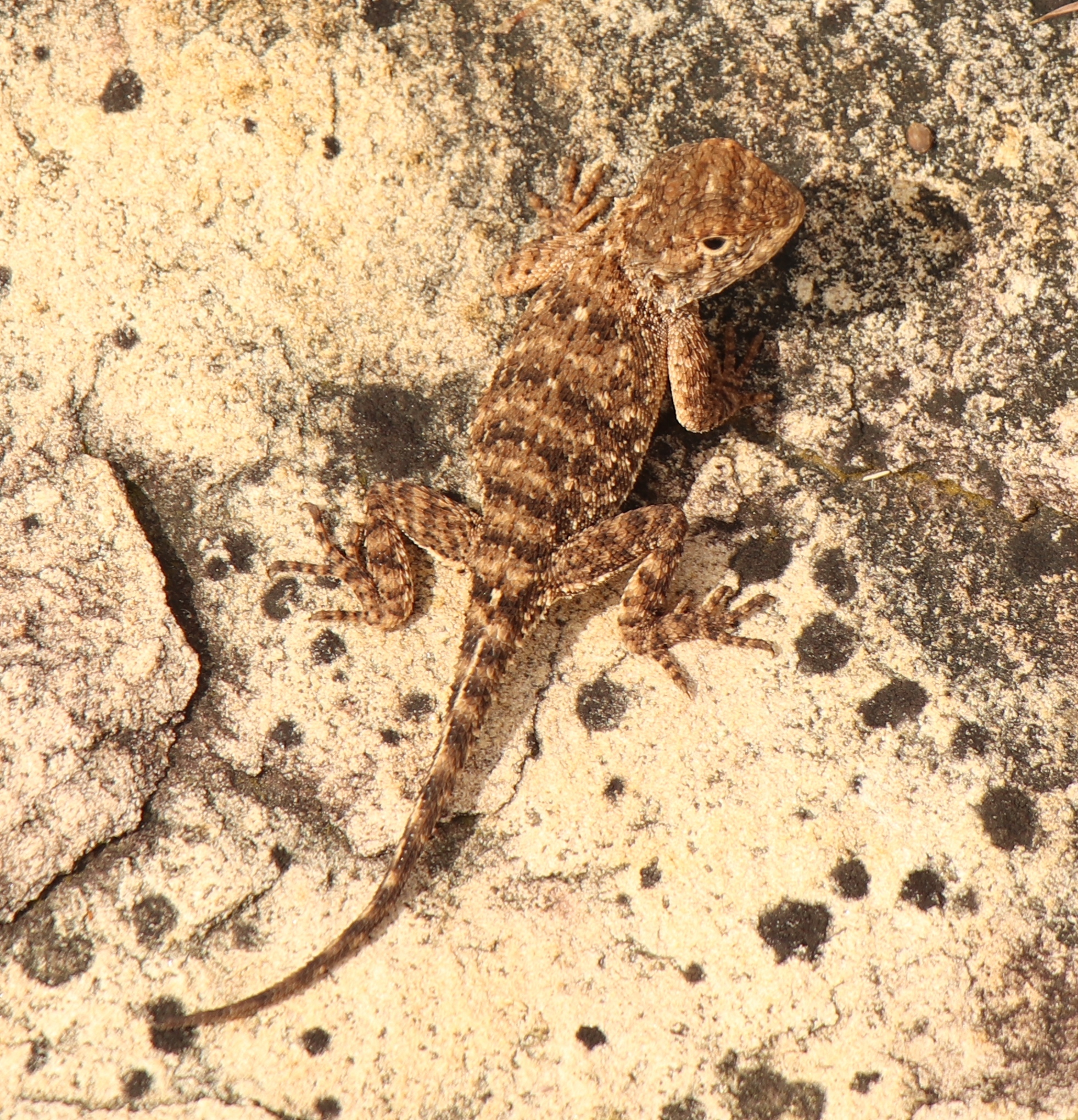 Agama aculeata Merrem, 1820