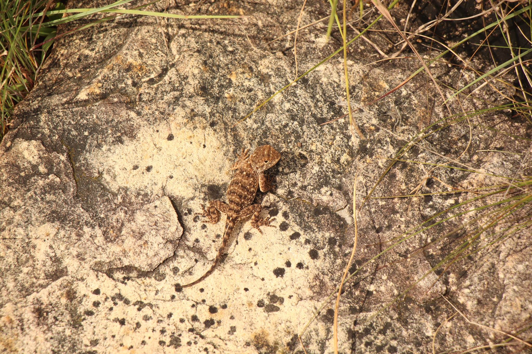 Agama aculeata Merrem, 1820