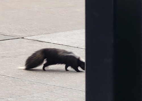 Striped Skunk observed by marilync