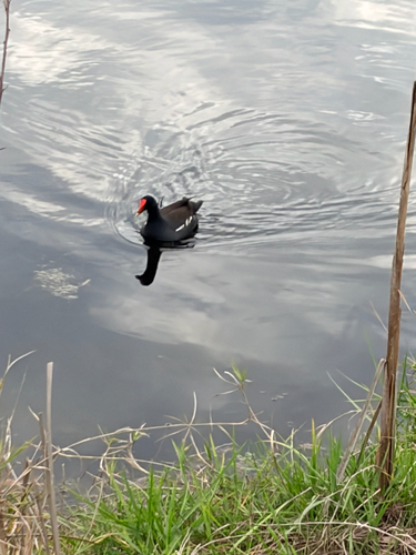 Common Gallinule observed by elijah_clay