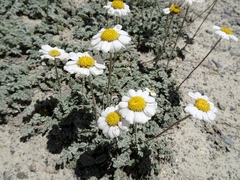 Richteria pyrethroides