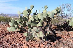 Opuntia