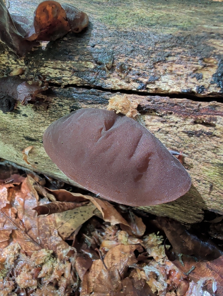 Auricularia auricula-judae · May 2026 · photo: © vincent_b (iNaturalist, cc-by)
