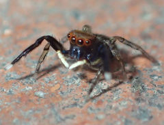 Euophrys frontalis
