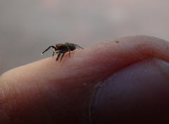 Euophrys frontalis