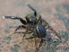 Euophrys frontalis
