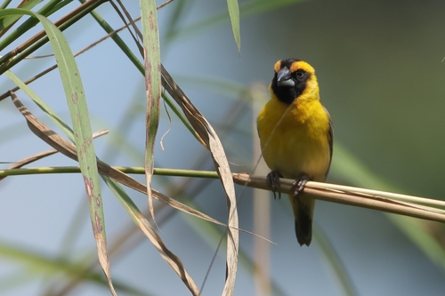 Compact Weaver (Pachyphantes superciliosus), photo 4
