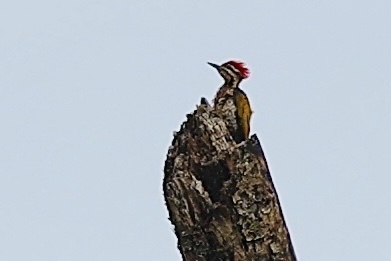 Common Flameback