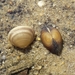 Pea Clams - Photo (c) Walter Wimmer, some rights reserved (CC BY-NC), uploaded by Walter Wimmer