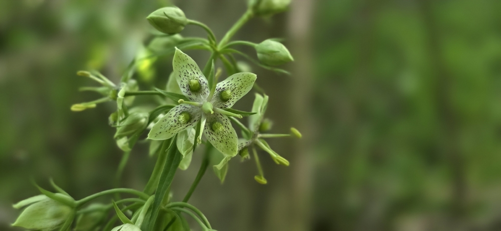 Frasera caroliniensis; photograph author not stated, no rights reserved