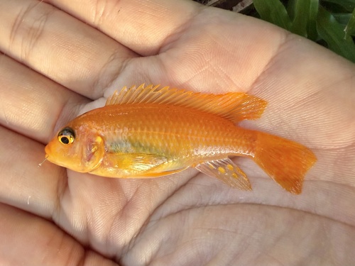Maylandia estherae