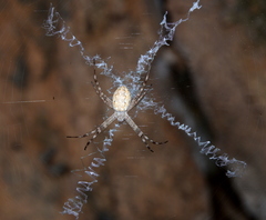 Argiope mascordi