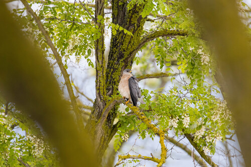 Levant Sparrowhawk