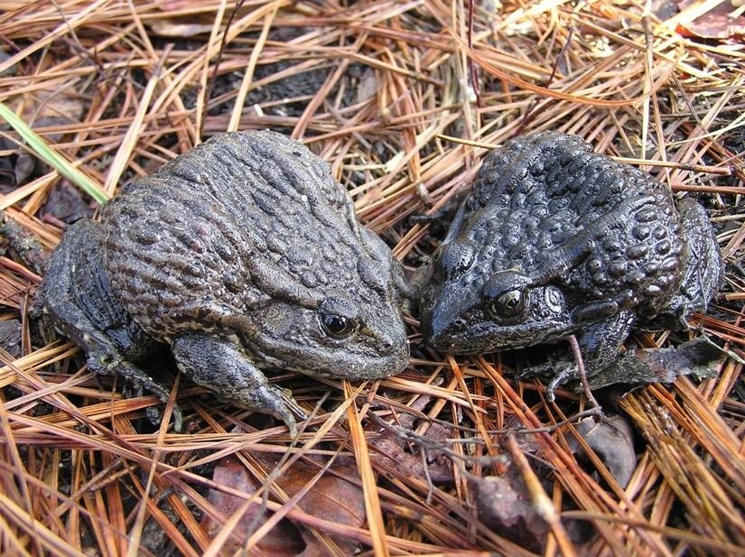 Gopher Frog