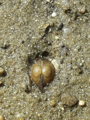 Sphaerium rivicola