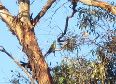 Polytelis anthopeplus