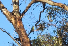 Polytelis anthopeplus