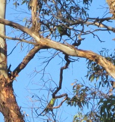 Polytelis anthopeplus