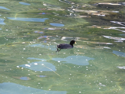 Slate-colored Coot