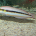 Slippery Dick - Photo (c) Brian Gratwicke, some rights reserved (CC BY)
