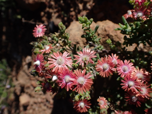 Delosperma multiflorum, photograph 2