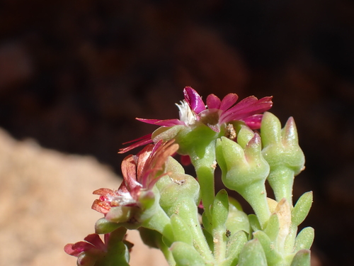 Delosperma multiflorum, photograph 3