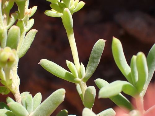 Delosperma multiflorum, photograph 4