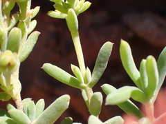 Delosperma multiflorum, photograph (c) Ren Hoekstra, some rights reserved (CC BY)