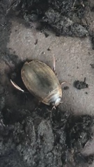Acilius abbreviatus