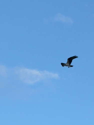 Osprey observed by reidhwang