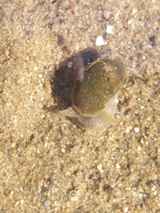 Ampullaceana balthica