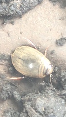 Acilius abbreviatus