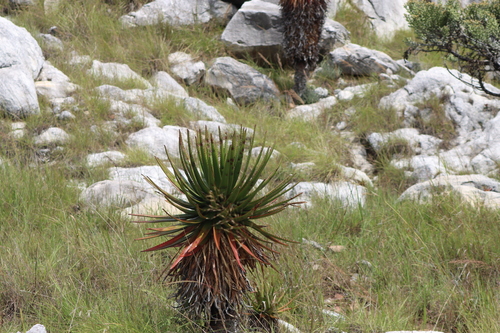 Aloe cipolinicola, photograph 4