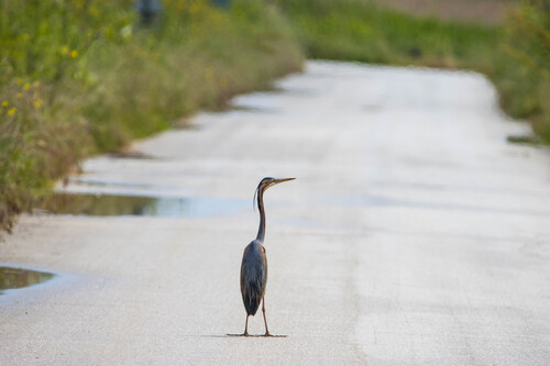 Purple Heron
