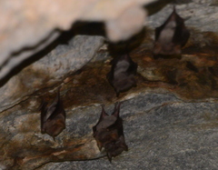 Emballonuridae